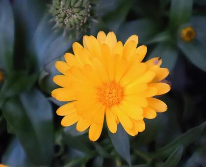 金の杯 金盞花,花,flowerの写真素材