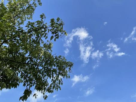 景色 空と葉 景色 空と葉の写真