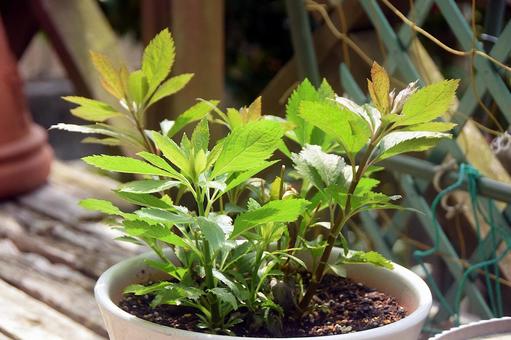 フジバカマの若葉 フジバカマ,花,秋の七草の写真素材