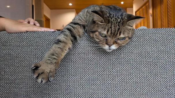 溶けてる猫 溶けてる猫の写真