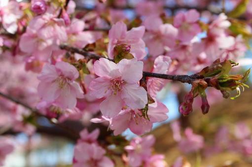 Sakura and blue sky 013, árvore de cereja, cherry blossoms, sakura, JPG