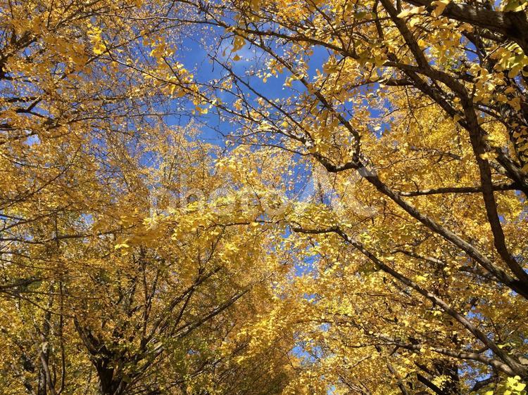 イチョウの並木の紅葉 秋,木,葉の写真素材