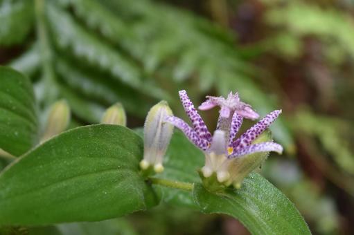 庭のホトトギス①の写真