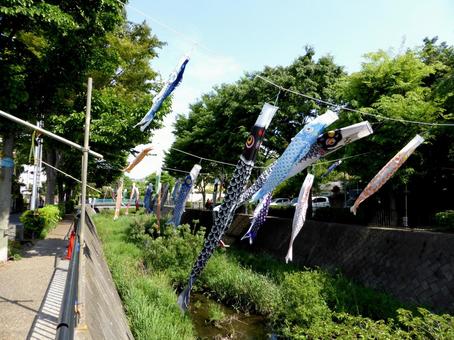 横浜市栄区・いたち川の上を泳ぐ鯉のぼり 横浜市栄区・いたち川の上を泳ぐ鯉のぼりの写真