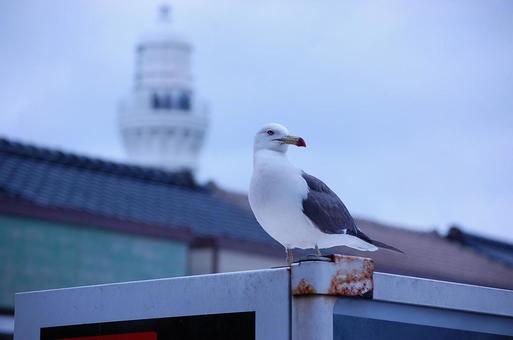 ウミネコ 出雲日御碕灯台 日本海 ウミネコ 出雲日御碕灯台 日本海 ウミネコ,出雲日御碕灯台,灯台の写真素材