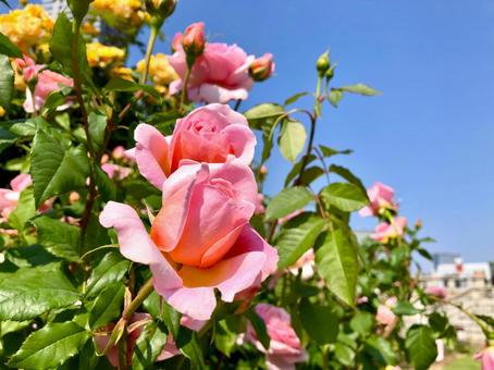 都会のバラ園 ピンクのバラ 都会のバラ園 ピンクのバラ バラ,薔薇,ピンクの写真素材