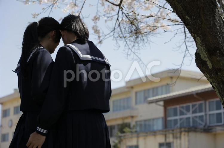運動場の桜の下で 桜,人物,女子の写真素材
