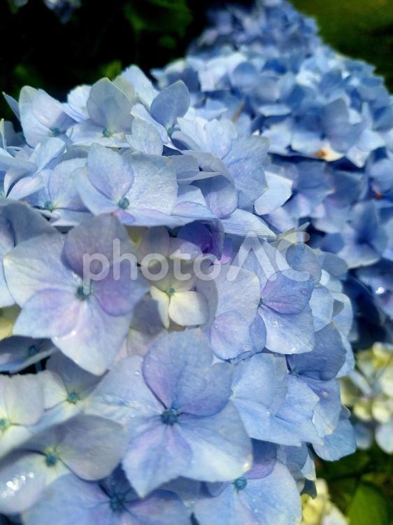 淡い青　あじさい アジサイ,紫陽花,あじさいの写真素材