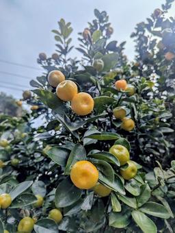 金柑 金柑,キンカン,柑橘類の写真素材