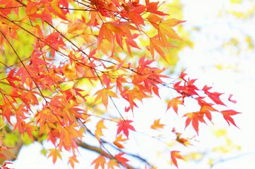 紅葉 紅葉の写真