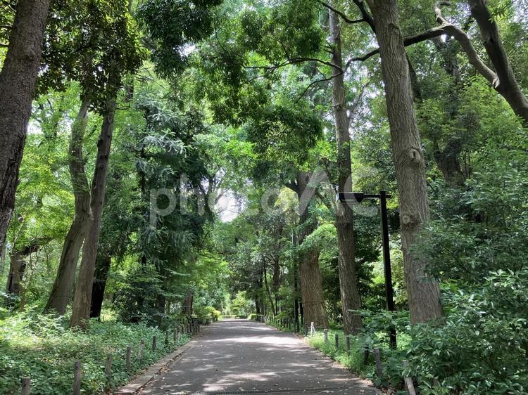 目黒区の林試の森公園 林試の森,林試の森公園,目黒区の写真素材