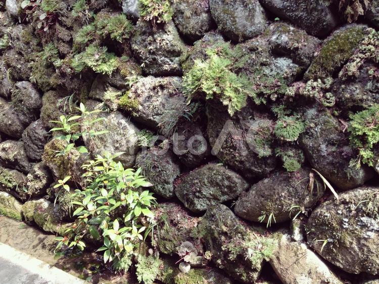 石垣と植物 でこぼこ,コケ,古いの写真素材