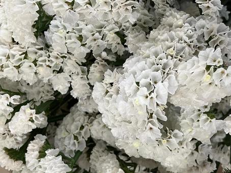 花(スターチス) 花(スターチス) 花,アップ,植物の写真素材
