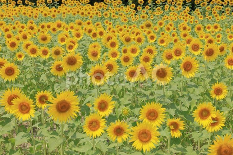 和泉リサイクル環境公園のひまわり2 和泉リサイクル環境公園,向日葵,ひまわりの写真素材