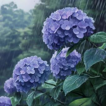 Rain and hydrangea, hydrangea, rainy season, rain, JPG