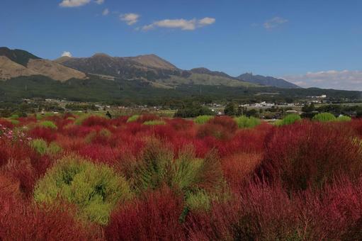 阿蘇山とコキア 阿蘇,南阿蘇,阿蘇山の写真素材
