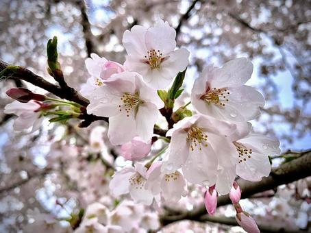 桜 桜の写真