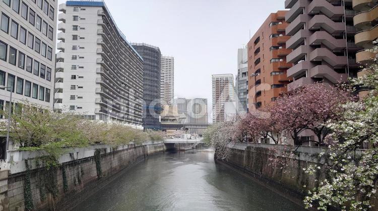 目黒川の葉桜とビル群 桜,五反田,目黒川の写真素材