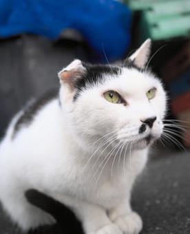 Cat looking up, JPG Cat looking up, JPG