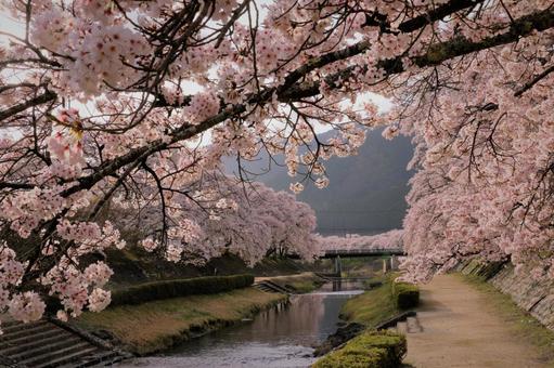 桜の木 満開の桜 桜の木 満開の桜の写真
