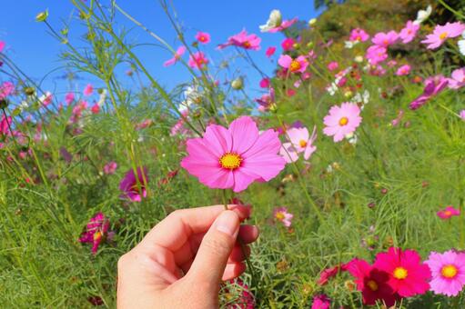 コスモス　花　手　青空 花,コスモス,秋桜の写真素材