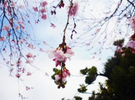 春の桜3 春の桜3の写真