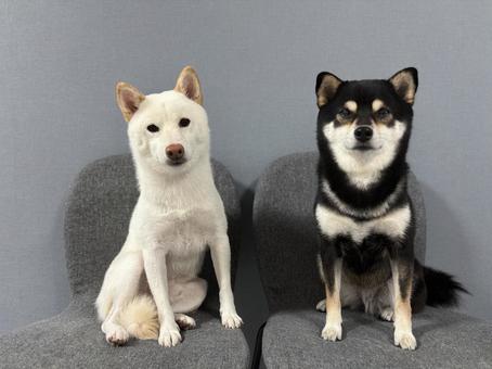 仲良しわんこ 仲良しわんこ 柴犬,白柴,黒柴の写真素材