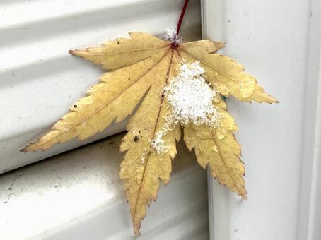 落ち葉と雪 落ち葉,紅葉子,雪の写真素材