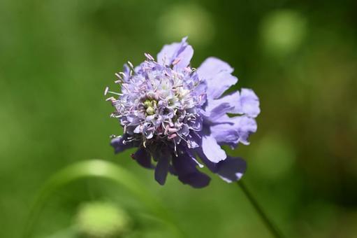 赤城自然園で撮ったマツムシソウの花 赤城自然園で撮ったマツムシソウの花の写真