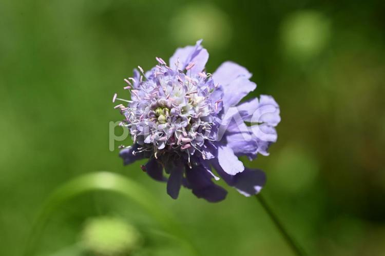 赤城自然園で撮ったマツムシソウの花 フラワー,夏,クローズアップの写真素材