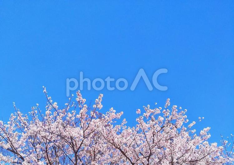 春のピンクと青が美しい青空に咲く満開の桜 桜,空,さくらの写真素材