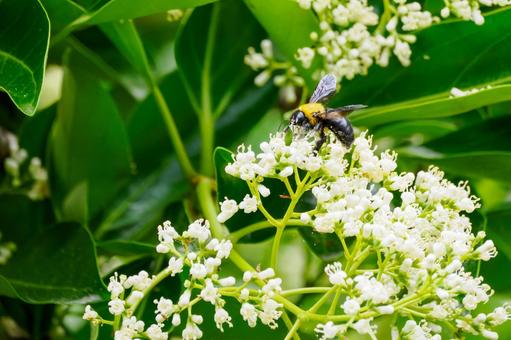 Photo, sweet viburnum, evergreen tall tree, bear, 