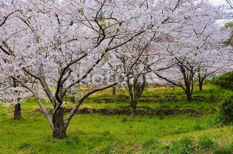 桜の里 桜,さくら,サクラの写真素材