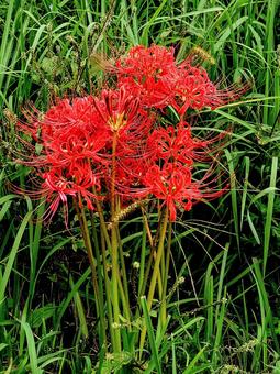 彼岸花 彼岸花の写真