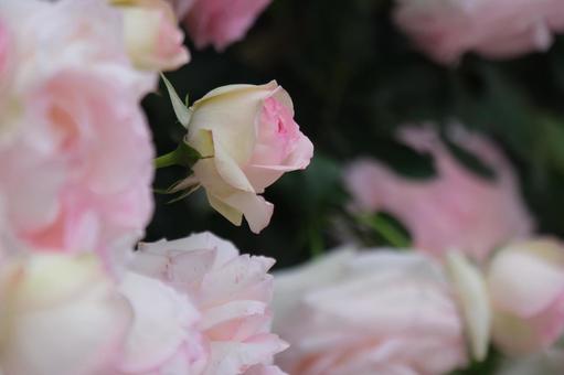薔薇 薔薇の写真