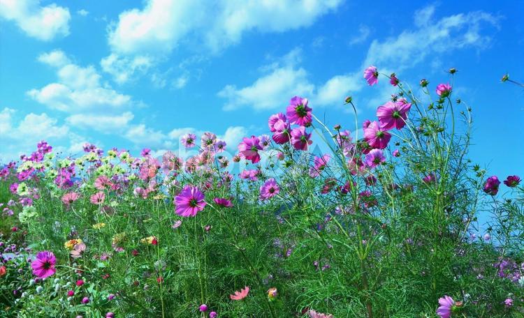 亀岡市夢コスモス園秋桜が咲く頃に 秋,コスモス,秋桜の写真素材