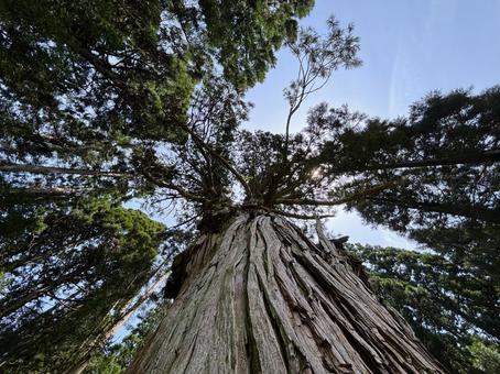 ご神木を見上げる ご神木を見上げる ご神木,見上げる,自然の写真素材