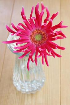 Deep pink gerbera in a vase, JPG Deep pink gerbera in a vase, JPG