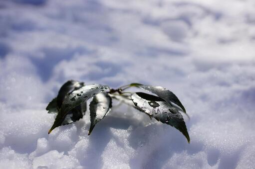 雪の中の葉 雪の中の葉の写真