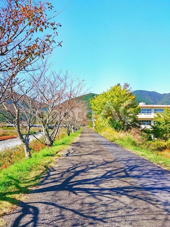 青空と並木道 風景,自然,道の写真素材