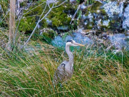 アオサギ アオサギ サギ,アオサギ,野鳥の写真素材