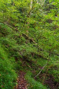 登山道 林道,山道,シダの写真素材