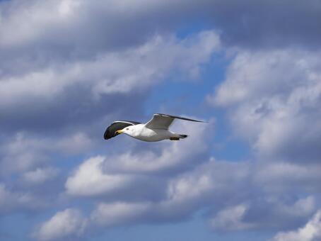 雲湧く青空を優雅に旅するカモメ カモメ,鴎,海鳥の写真素材