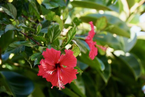 沖縄で咲いていたハイビスカス① ハイビスカス,沖縄,花の写真素材