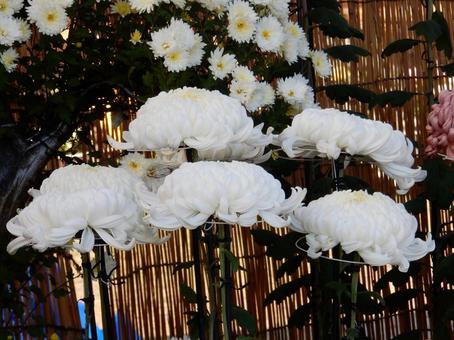 【風景写真】福山菊花展覧会の風景 キク,菊,菊花展の写真素材