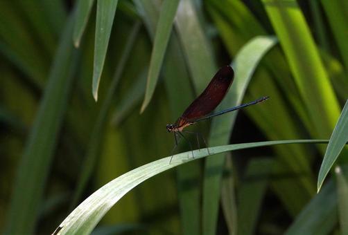 Miyamakawato (male), JPG