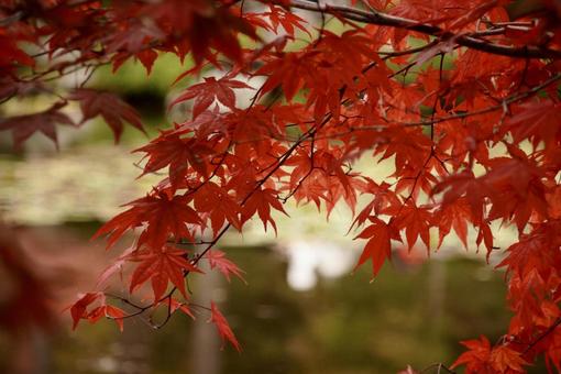 紅葉 紅葉,秋,モミジの写真素材