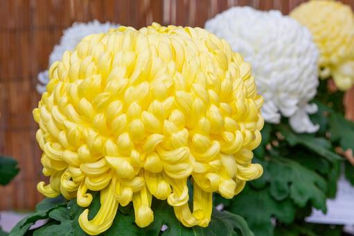 2025笠間の10 菊祭り,笠間,秋の写真素材