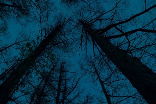 Trees Night (Aori), JPG Trees Night (Aori), JPG