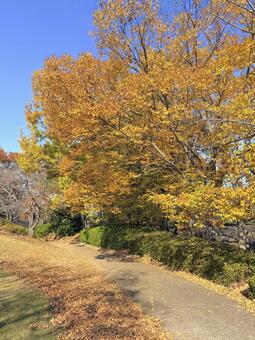 紅葉 紅葉,紅葉狩り,秋の風景の写真素材